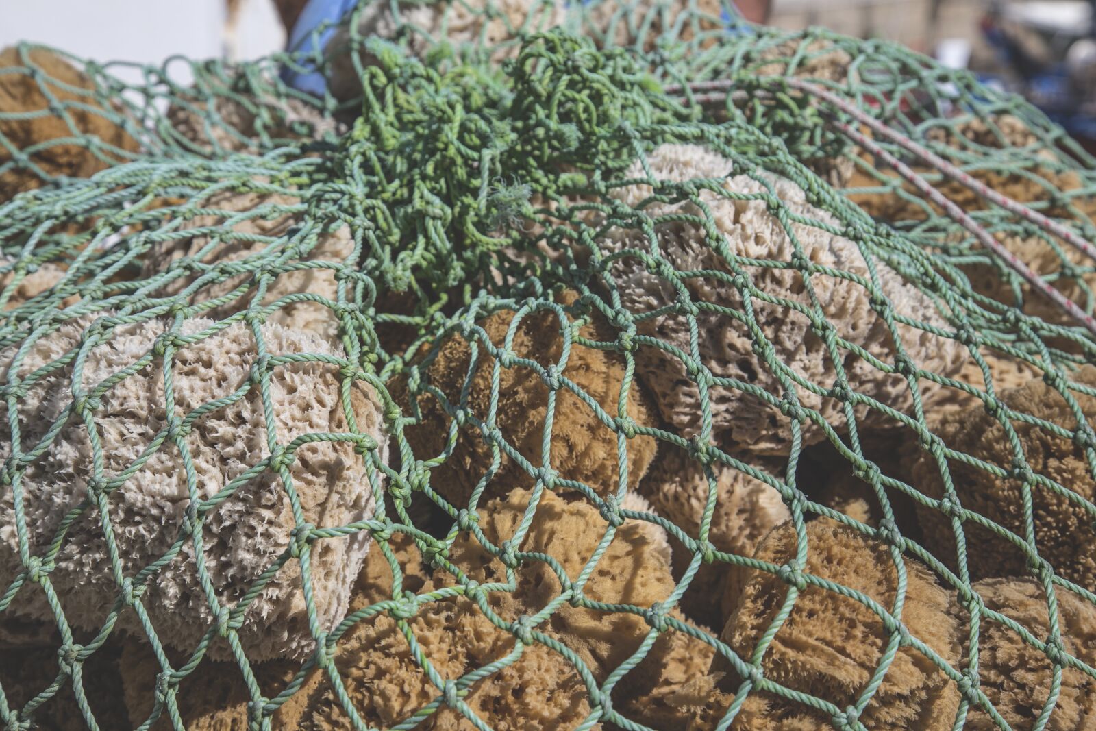 Canon EOS 6D + Canon EF 24-105mm F4L IS USM sample photo. Sea sponge, sponge, sea photography