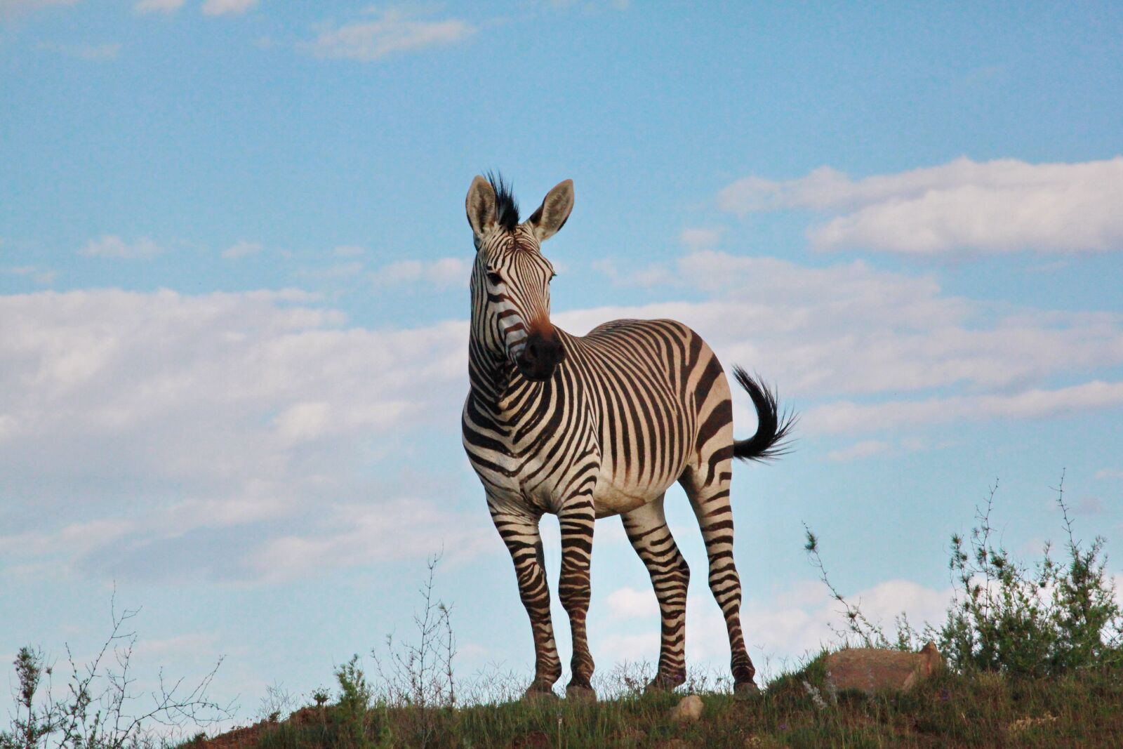 Canon EOS 5D Mark II sample photo. Zebra, males, stallion photography