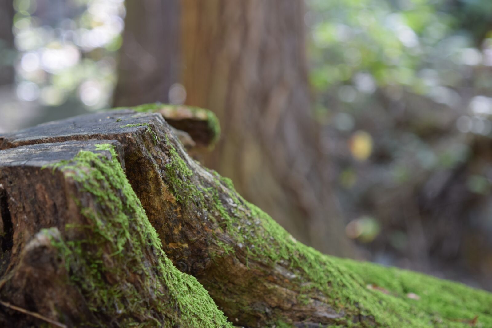 Nikon D5300 sample photo. Trees, old trees, moss photography