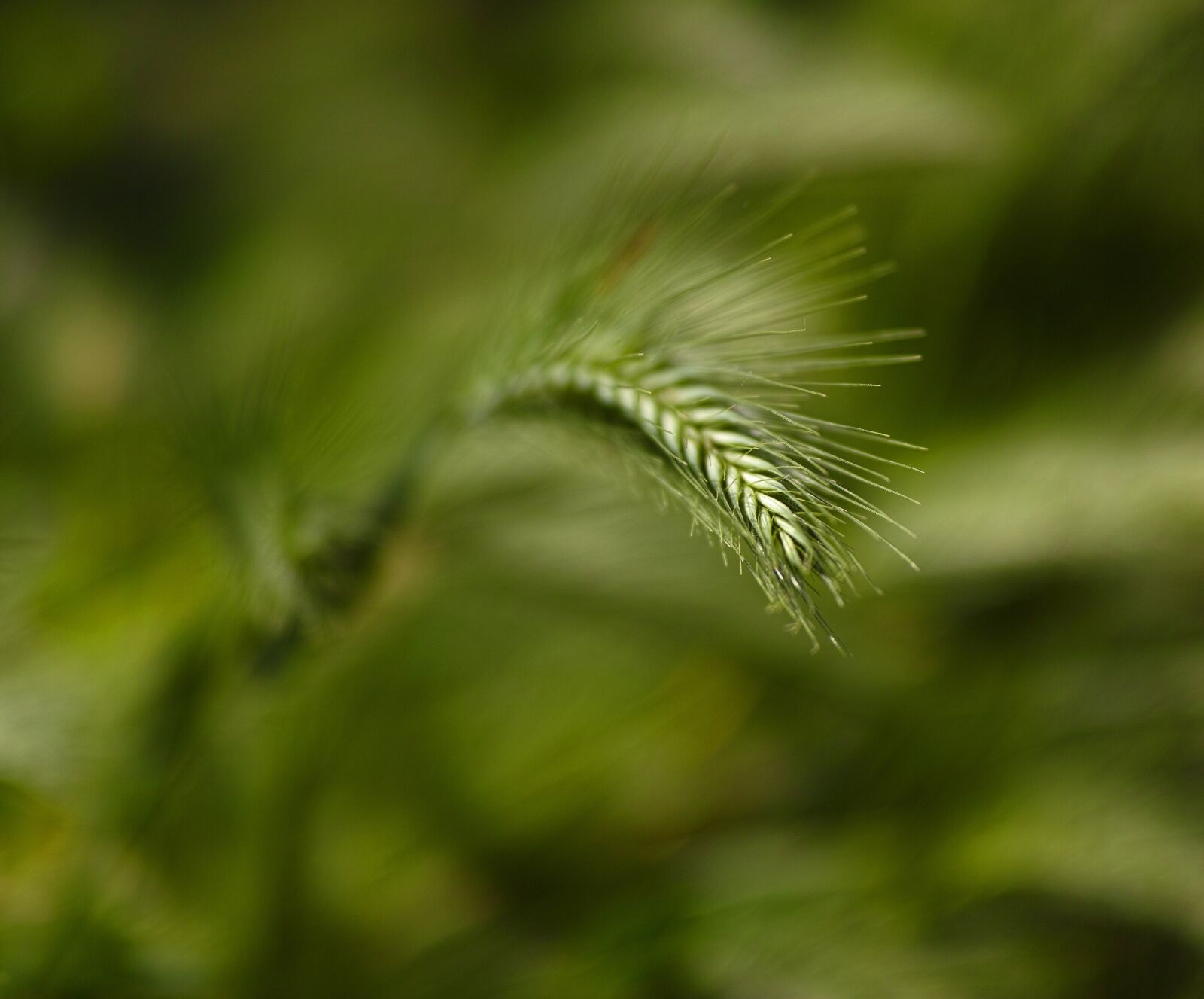 Sigma DP3 Merrill sample photo. Plant, green, macro photography