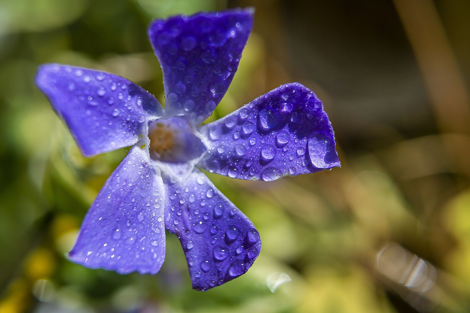 Canon EOS 5D Mark III + Canon EF 24-70mm F2.8L USM sample photo. Maco, periwinkle, flower photography