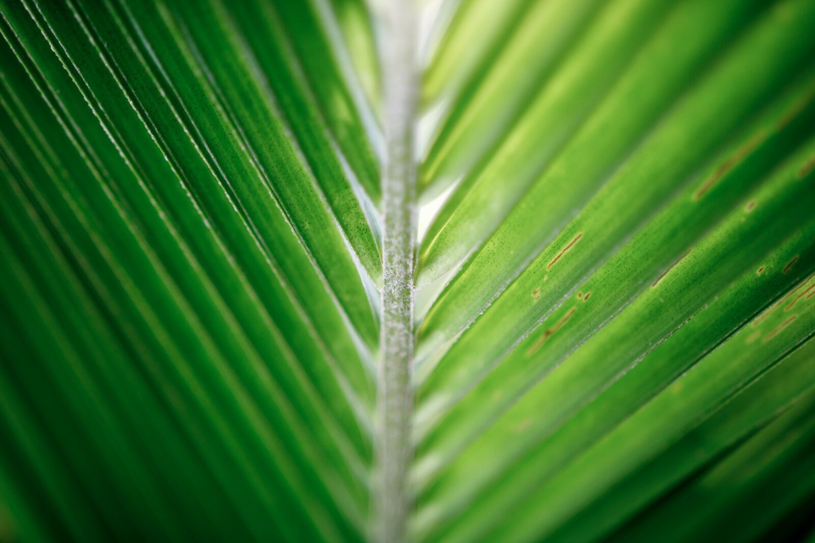 Canon EOS 750D (EOS Rebel T6i / EOS Kiss X8i) sample photo. Coconut leaf, palm, tropical photography