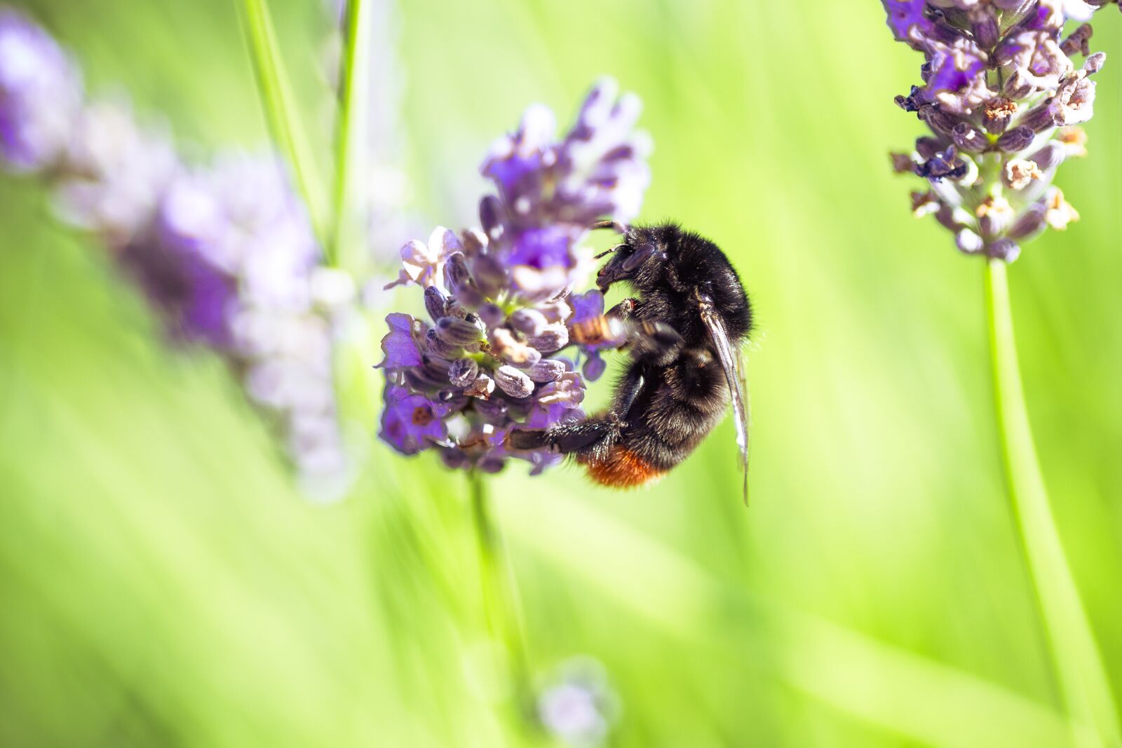 Canon EOS 650D (EOS Rebel T4i / EOS Kiss X6i) sample photo. Bourdon, insect, forage photography