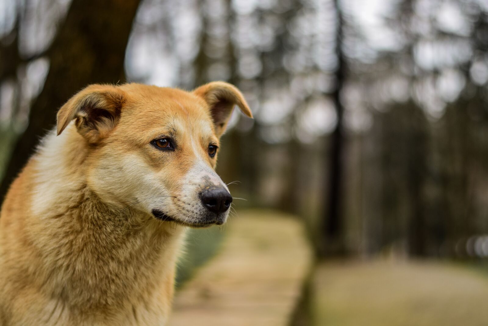 Nikon D5300 sample photo. Dog, natural, pet photography
