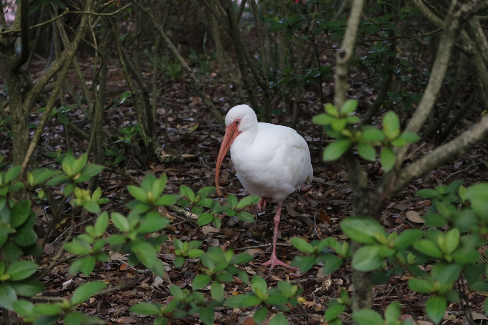 Canon EOS 750D (EOS Rebel T6i / EOS Kiss X8i) sample photo. Bird, nature, wildlife photography