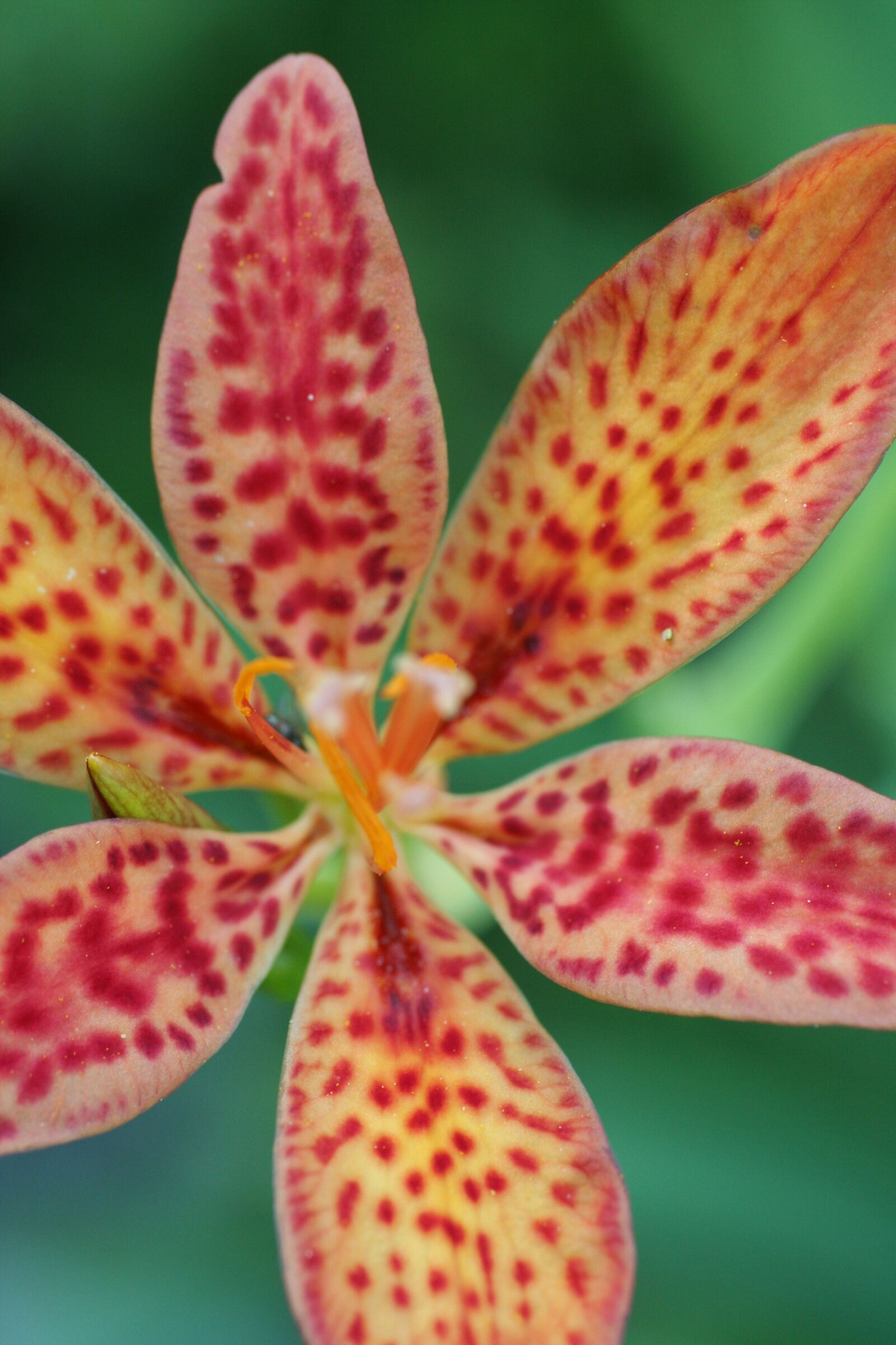 Canon EOS 350D (EOS Digital Rebel XT / EOS Kiss Digital N) sample photo. Blackberry lily, flower, bloom photography