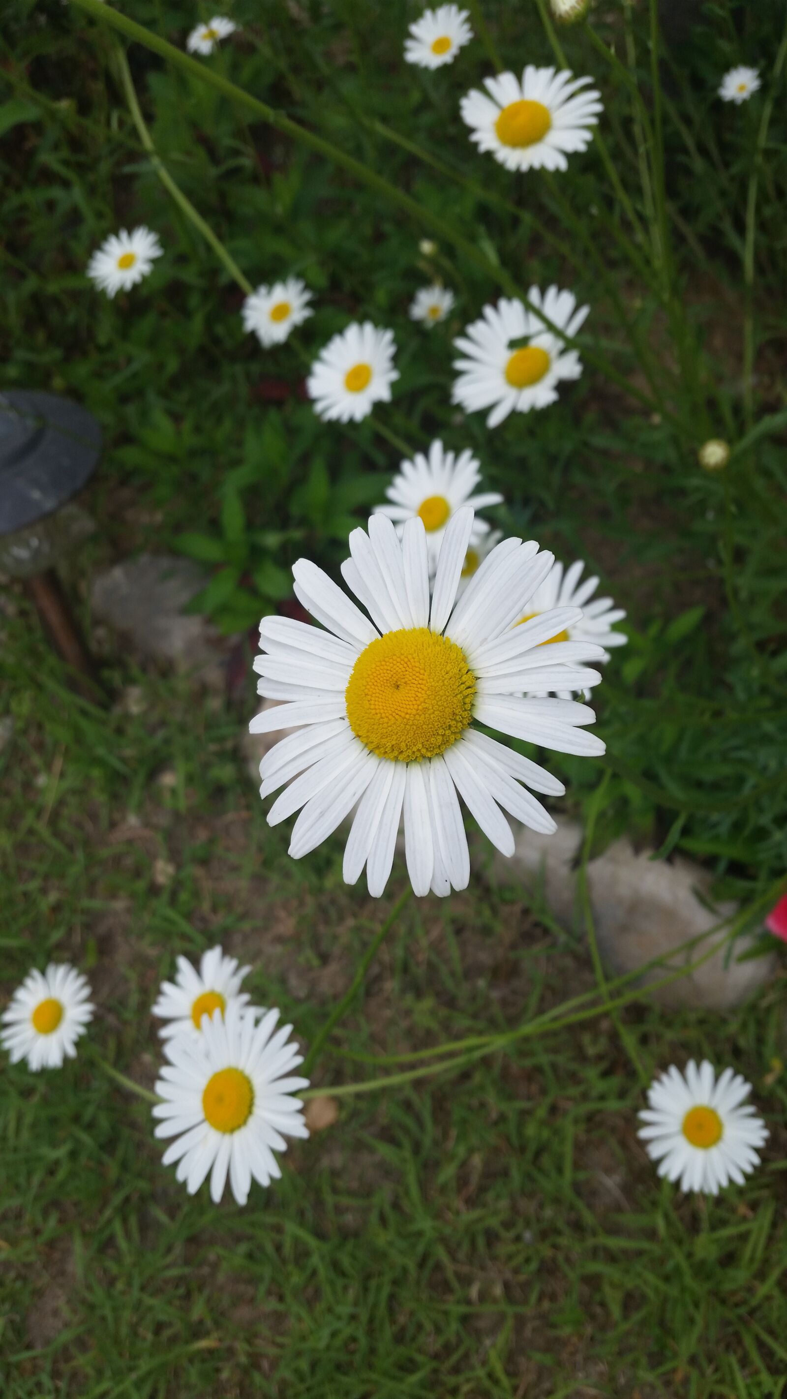 Samsung Galaxy S5 sample photo. Flowers, spring flowers, plants photography