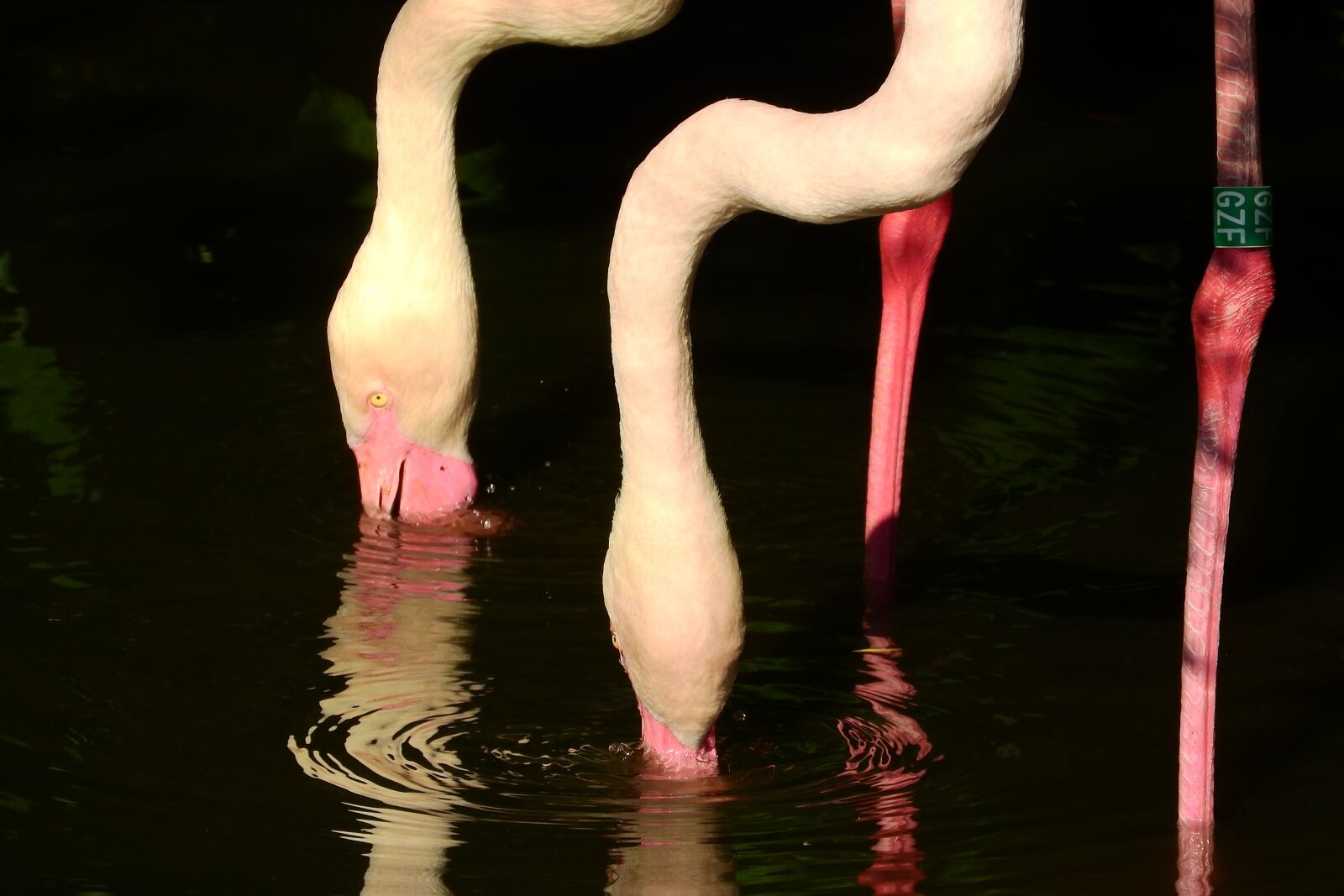 Nikon Coolpix P610 sample photo. Flamingo pink, phoenicopterus roseus photography