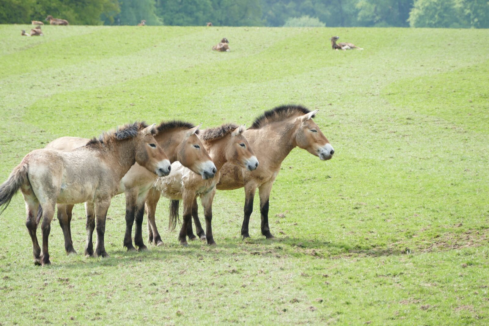 Panasonic Lumix DMC-FZ1000 sample photo. Przewalski horses, horses, horse photography