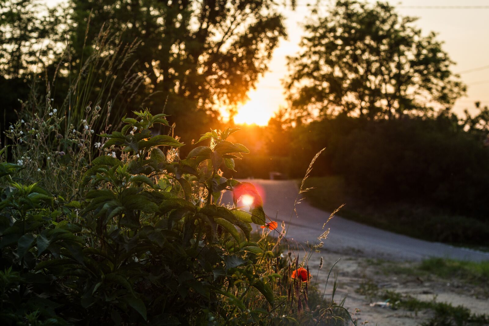 Canon EOS 550D (EOS Rebel T2i / EOS Kiss X4) sample photo. Sunset, landscape, nature photography