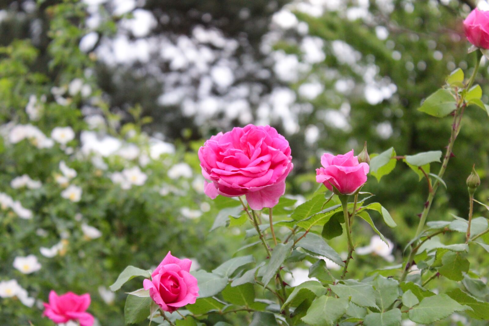 Canon EOS 1300D (EOS Rebel T6 / EOS Kiss X80) sample photo. Flower, red, rose photography