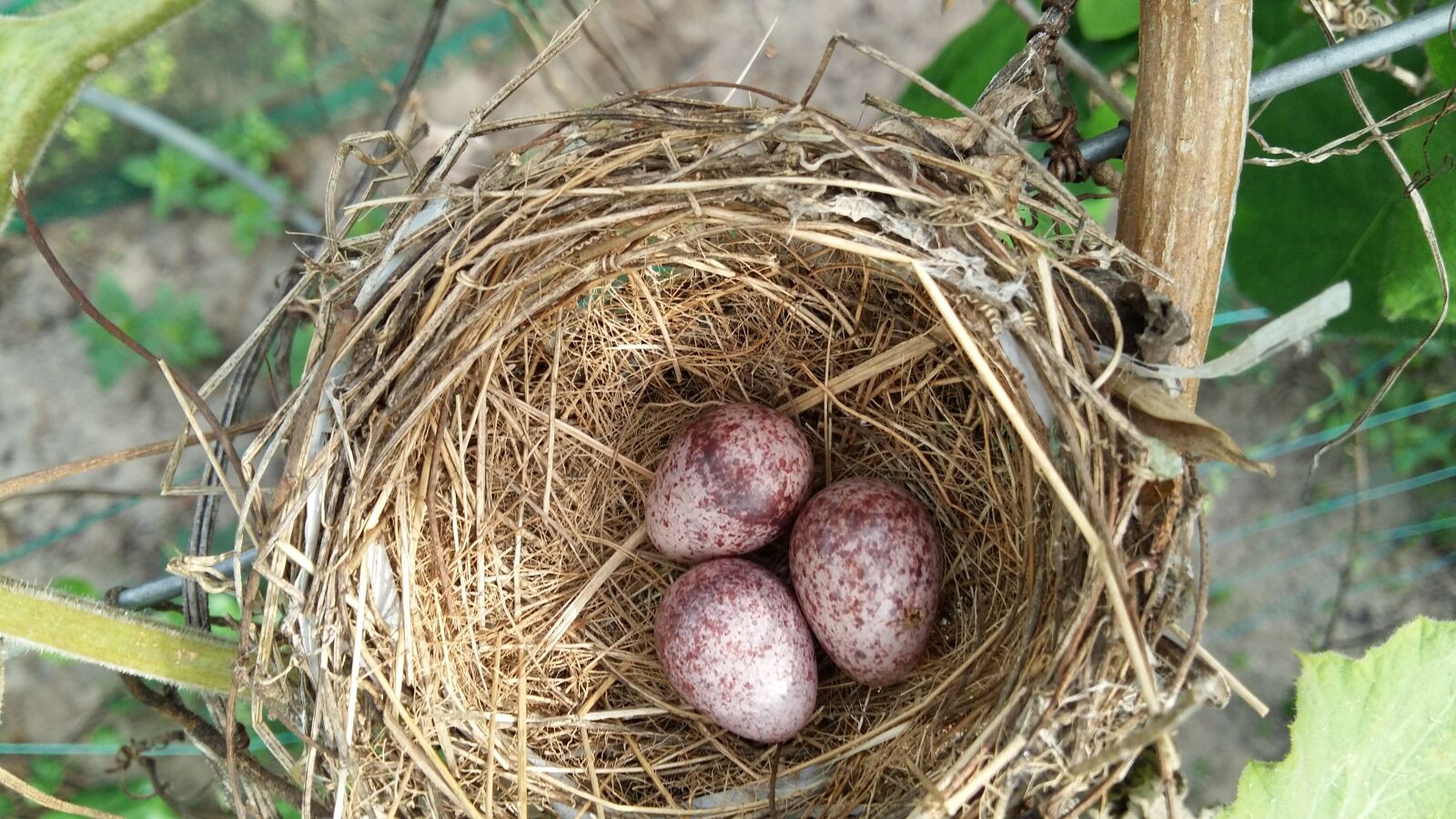 Samsung Galaxy A7 sample photo. Bird, bird eggs, eggs photography