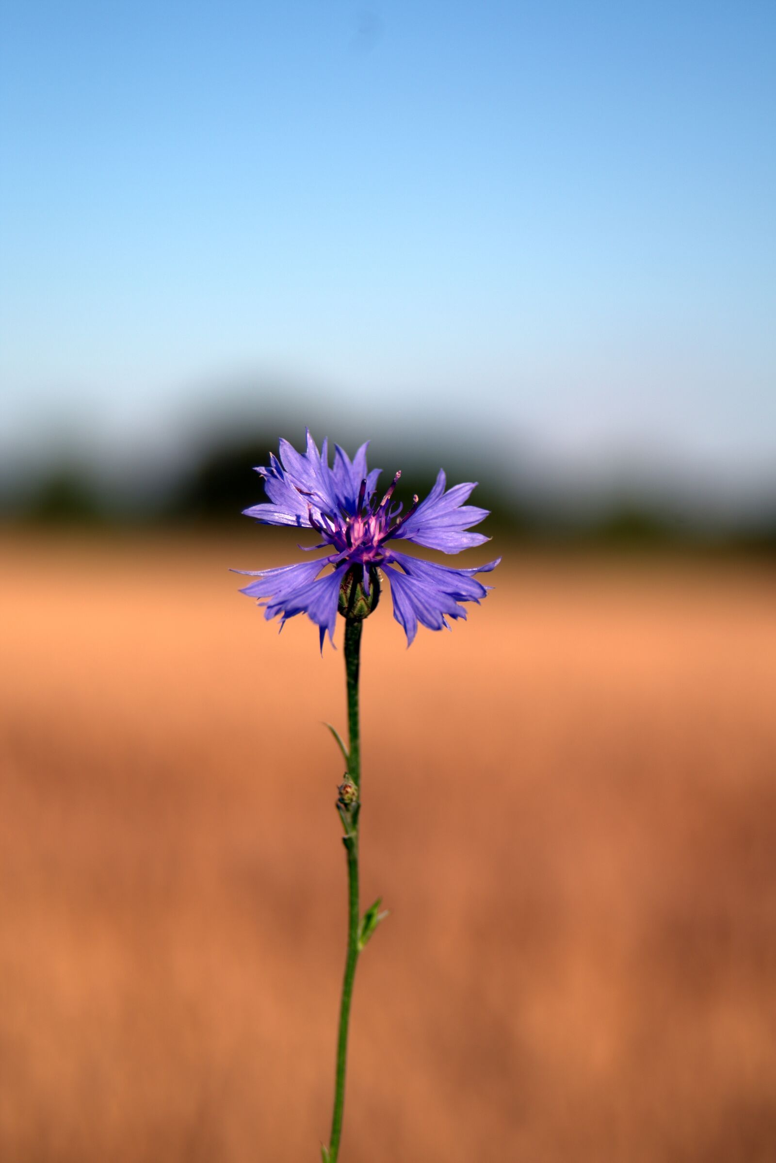 Pentax K-S2 sample photo. Cornflower, flower, blue photography