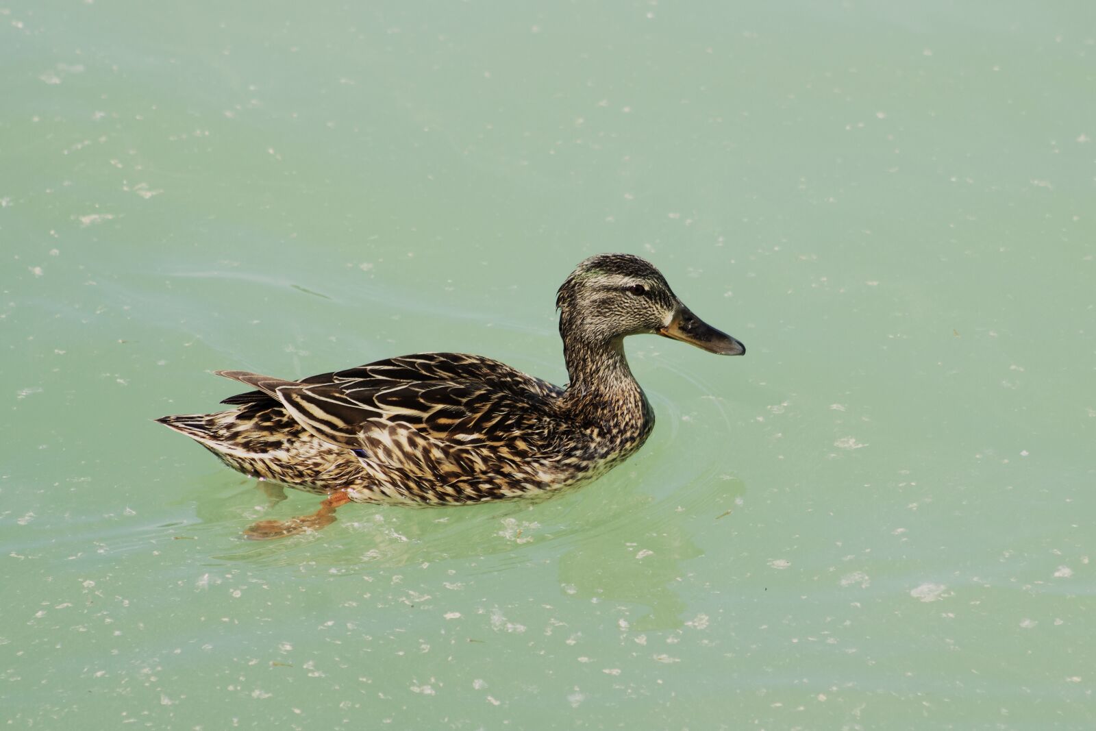 Canon EF75-300mm f/4-5.6 sample photo. Wild ducks, teal, duck photography