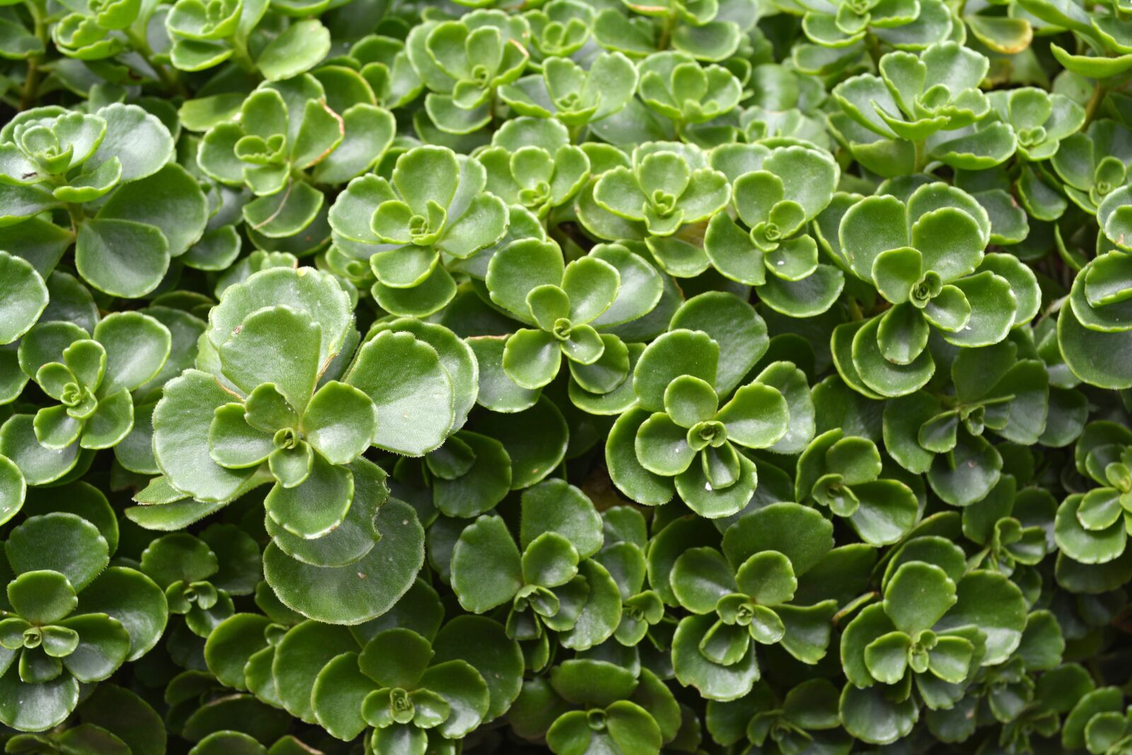 Nikon D5200 sample photo. Plant, nature, carpet photography