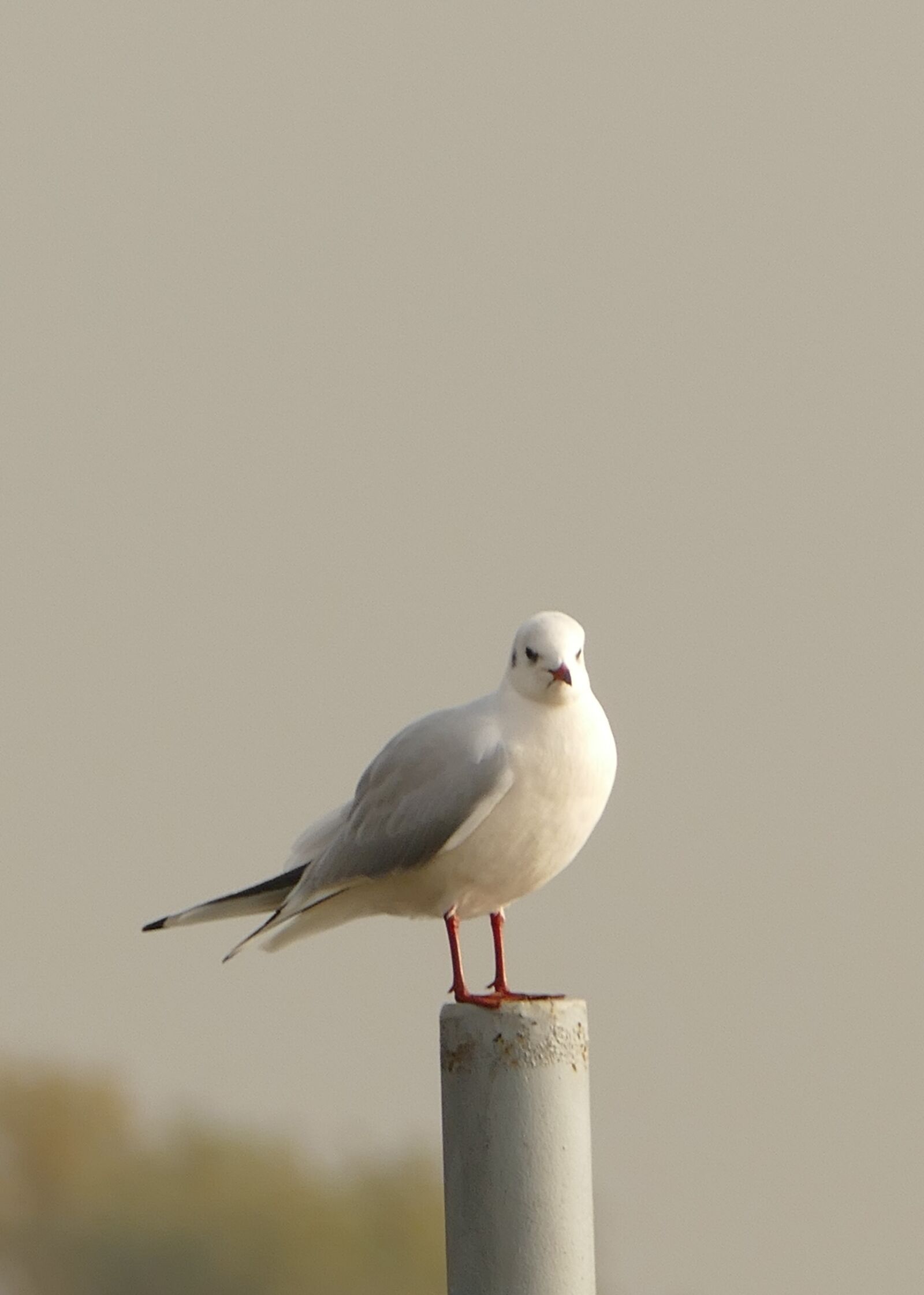 Panasonic Lumix DMC-FZ1000 sample photo. Seagull, animal, bird photography