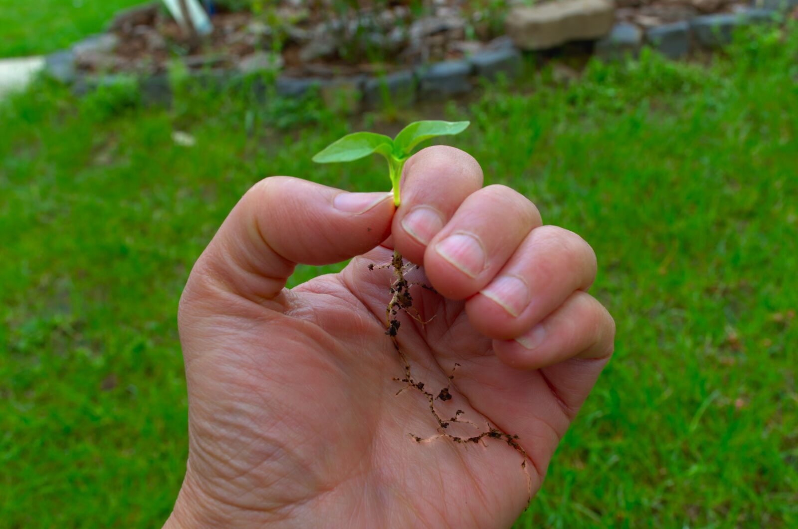 Nikon D5100 sample photo. Hope, roots, paprika photography