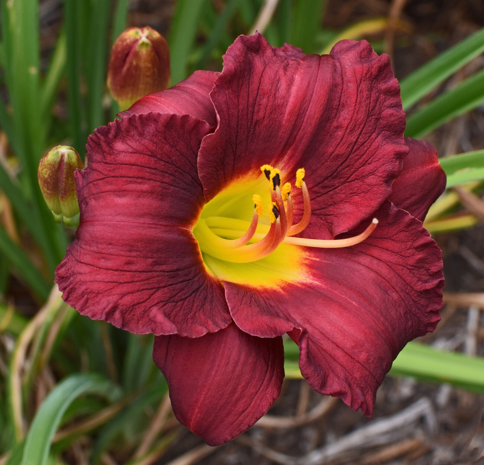 Nikon D3300 sample photo. Red-orange and yellow daylily photography