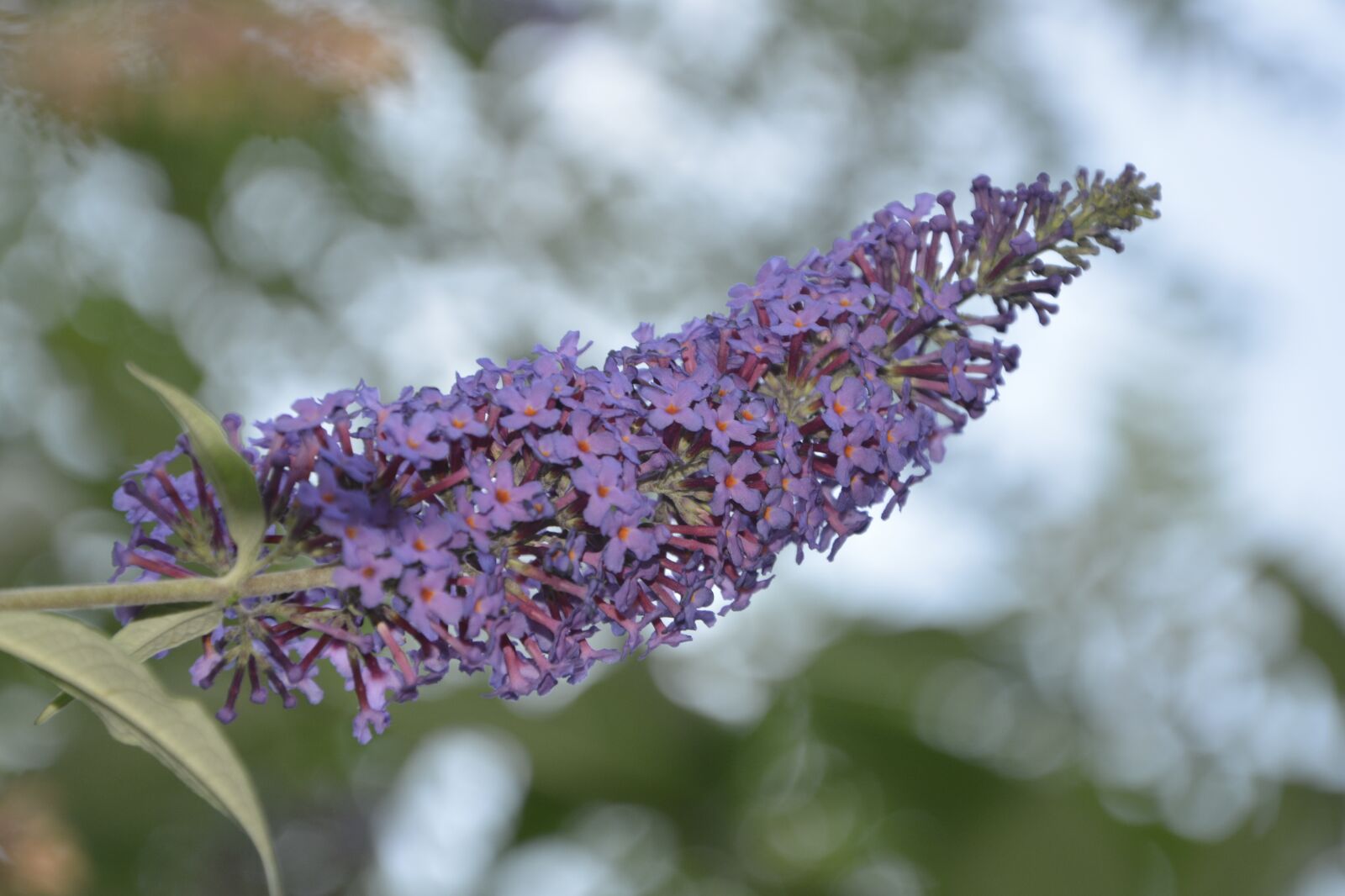 Nikon D5200 sample photo. Buddleia, butterfly, purple photography