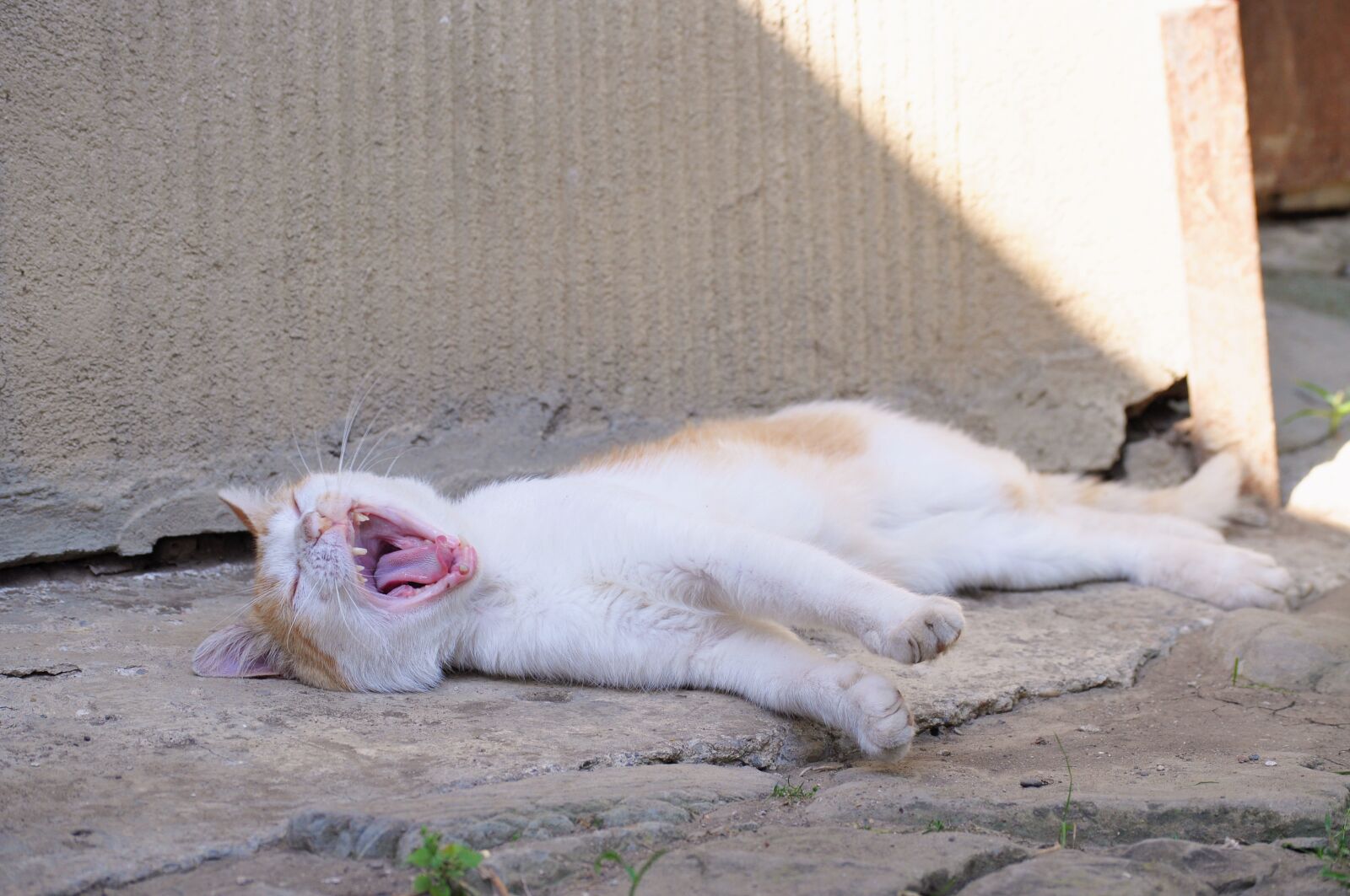 Nikon D5000 sample photo. Cat, scream, pet photography