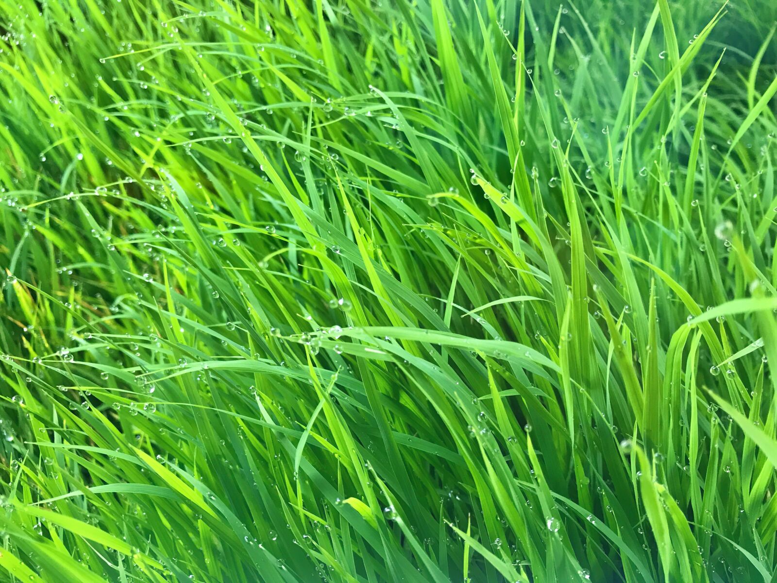 iPhone 7 back camera 3.99mm f/1.8 sample photo. Grass, lawn, green photography