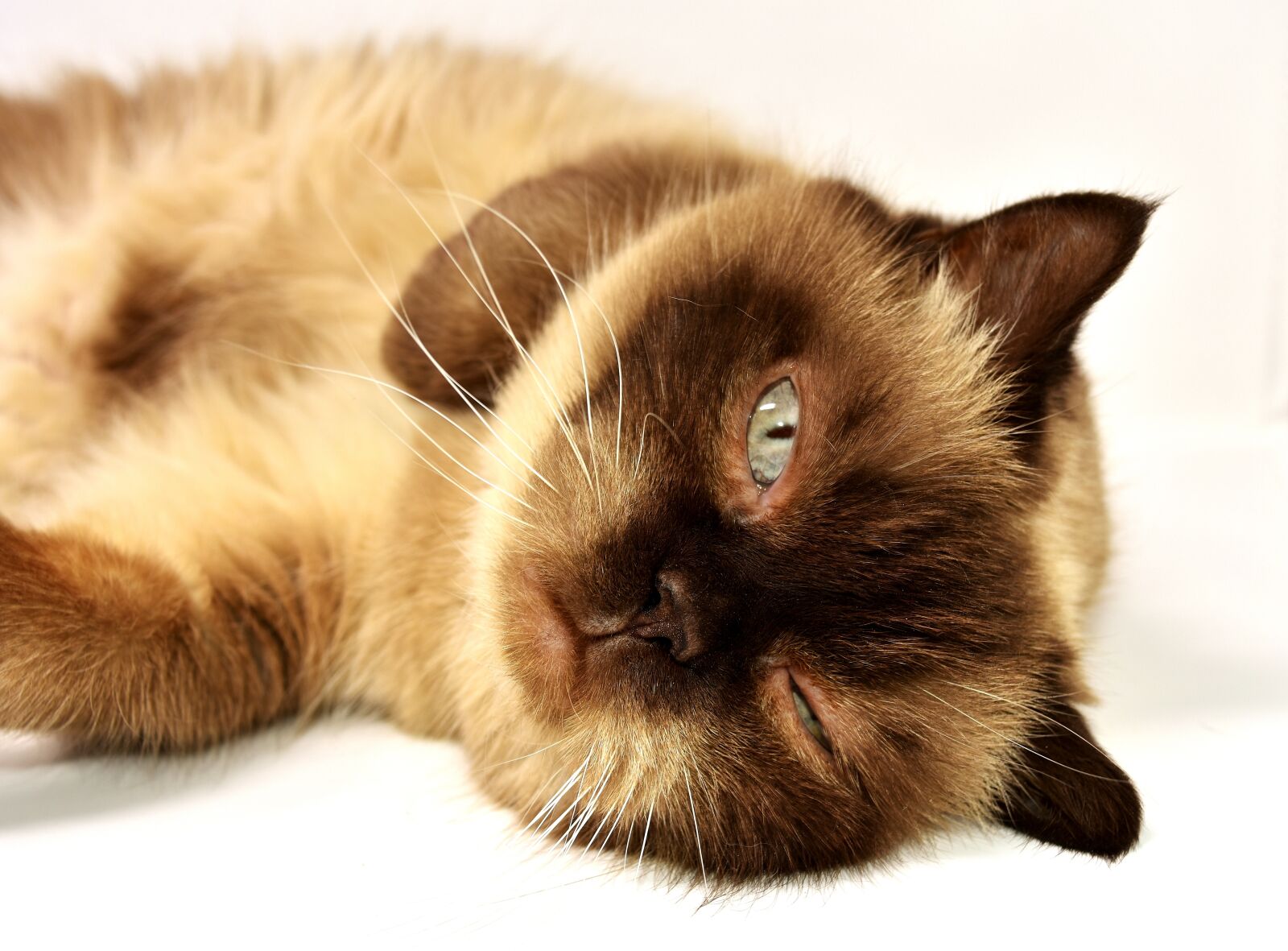 Nikon D7200 sample photo. British shorthair, cat, pet photography