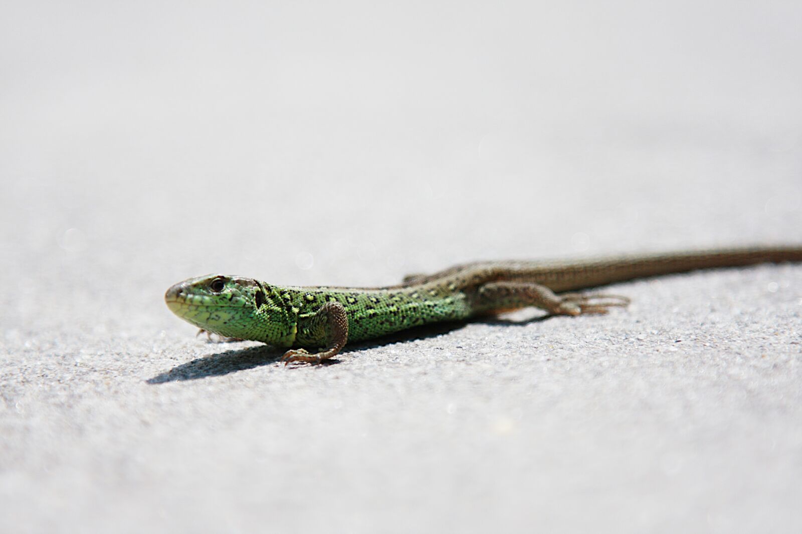 Canon EOS 40D sample photo. Lizard, sand lizard, nature photography