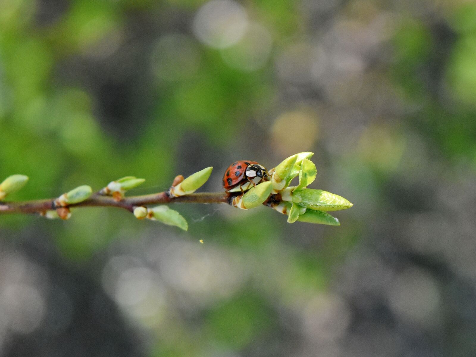Nikon D5500 sample photo. Ladybug, leaf, insect, nature photography