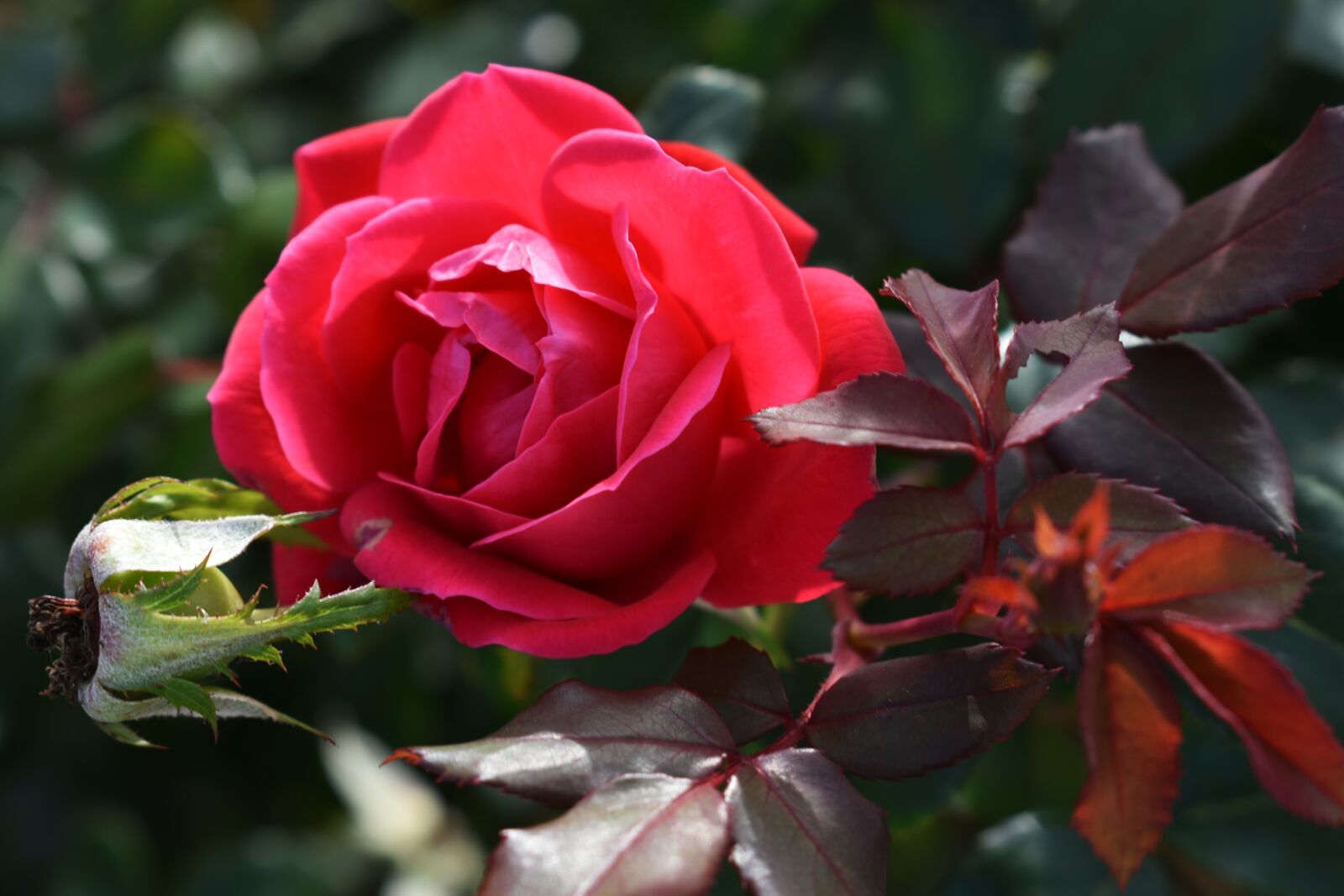 Nikon D3400 sample photo. Rose, flower, bloom photography