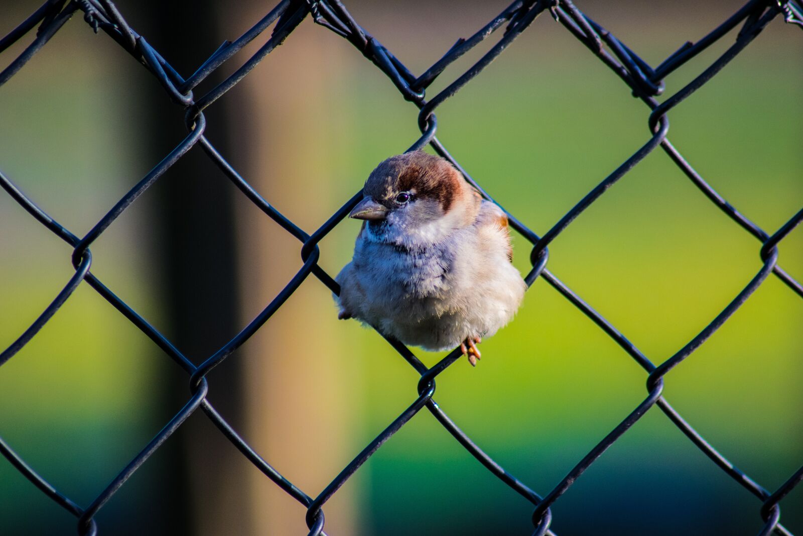 Nikon D3300 sample photo. Bird, fence, green photography