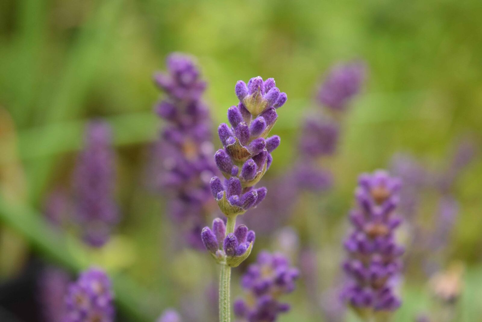 Nikon D3300 sample photo. Flora, nature, summer, garden photography
