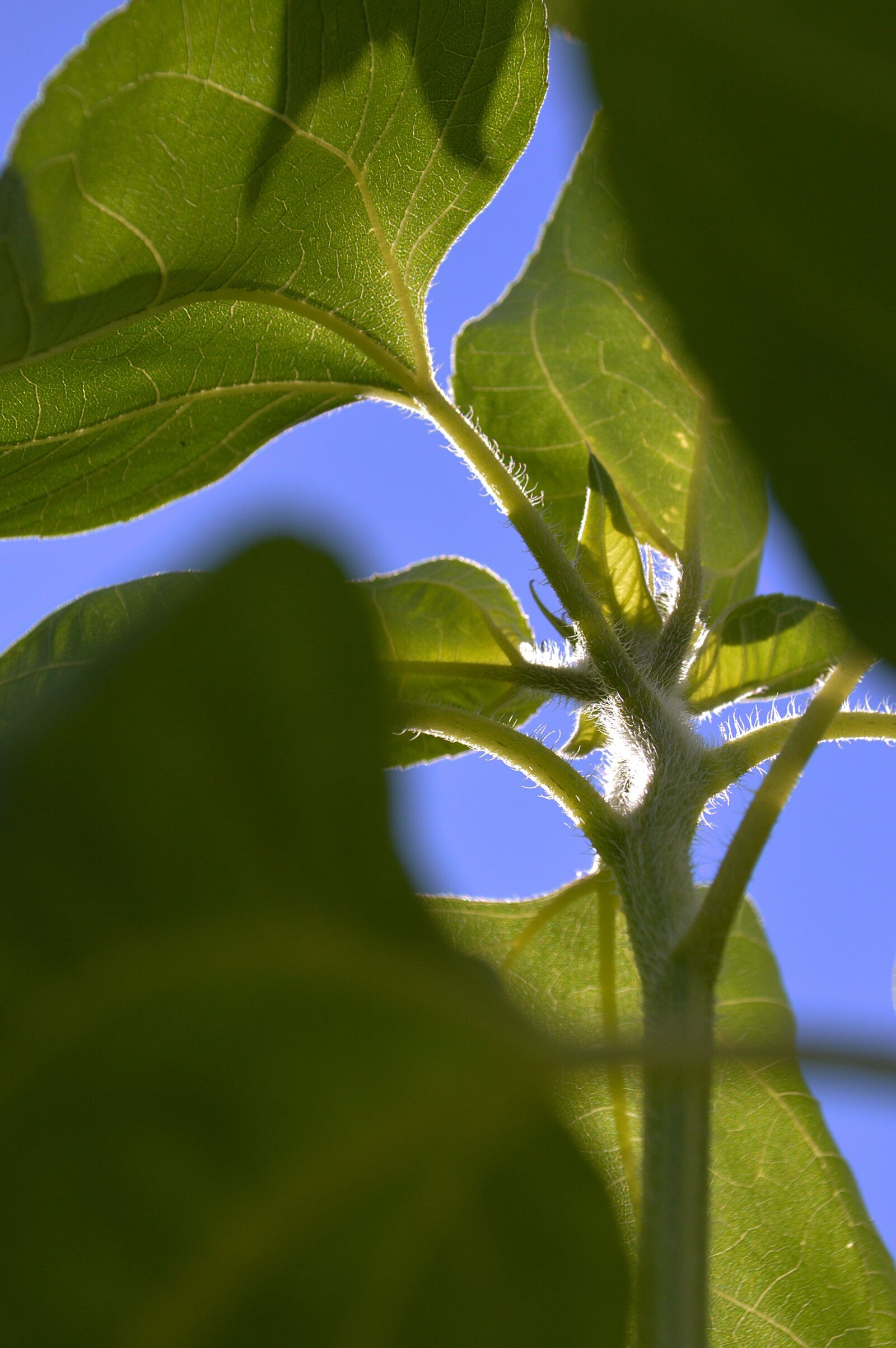 Nikon D3200 sample photo. Sunflower, yellow, flower photography