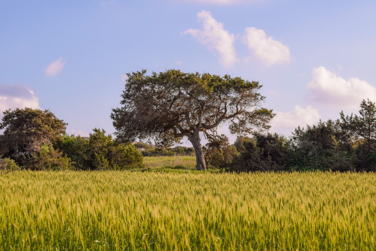 Nikon D3300 sample photo. Nature, field, landscape photography