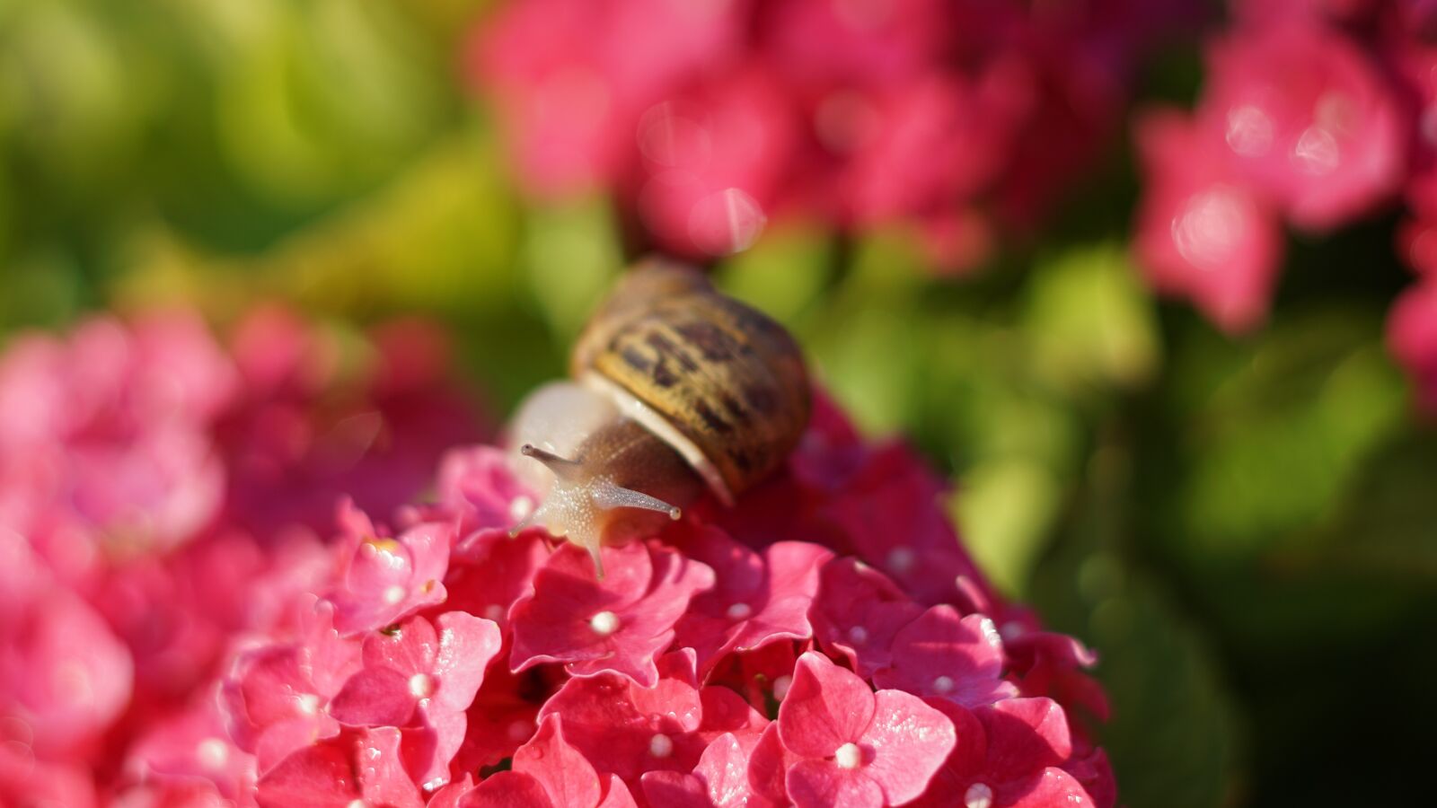 Sony a6000 sample photo. Snail, animal, shell photography