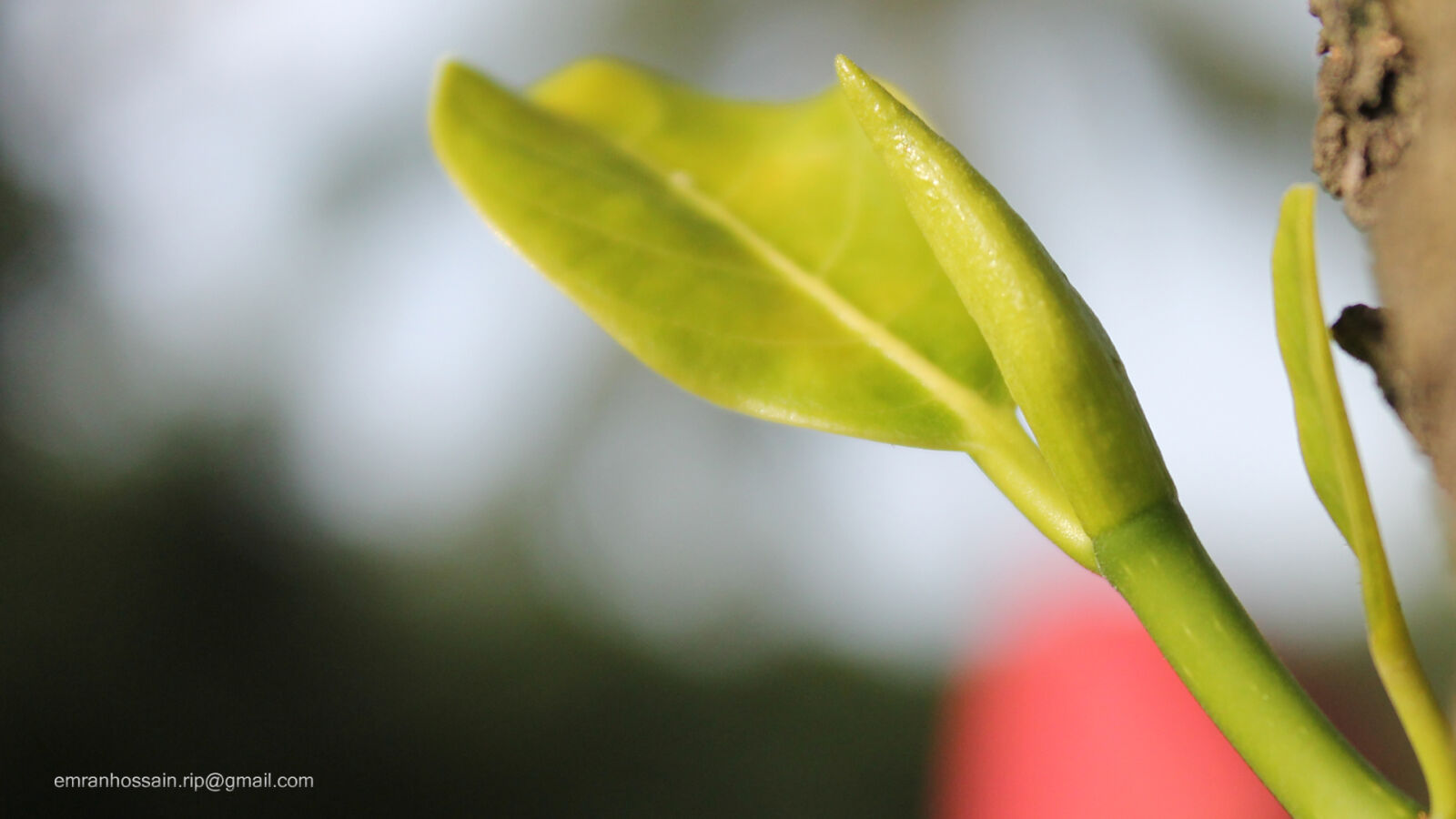 Canon EOS 1100D (EOS Rebel T3 / EOS Kiss X50) sample photo. Nature, nice, wallpaper photography