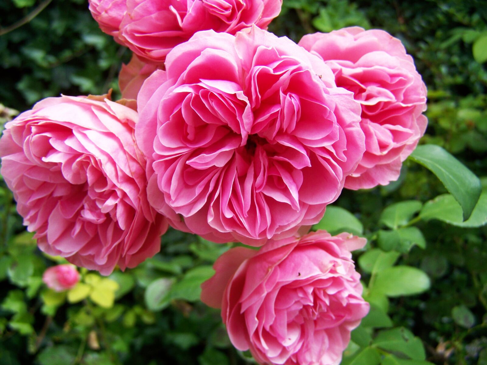 Kodak EASYSHARE ZD710 ZOOM DIGITAL CAMERA sample photo. Rose, pink, flowering inflorescence photography