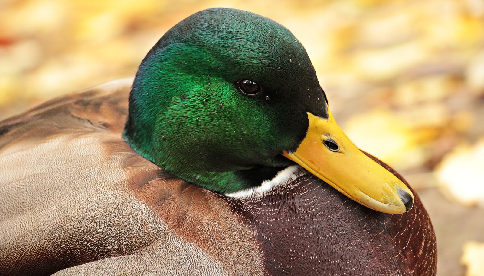 Canon EOS 550D (EOS Rebel T2i / EOS Kiss X4) sample photo. Drake, duck, duck bird photography