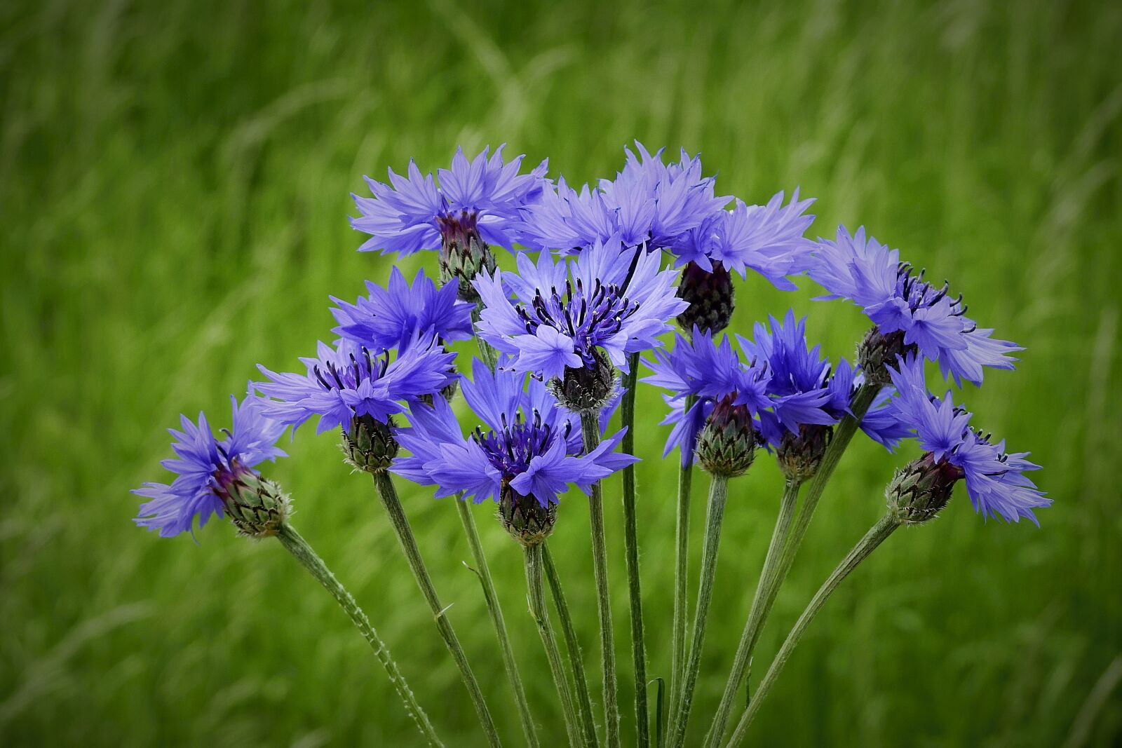 Nikon Coolpix P900 sample photo. Cornflowers, spring, meadow photography