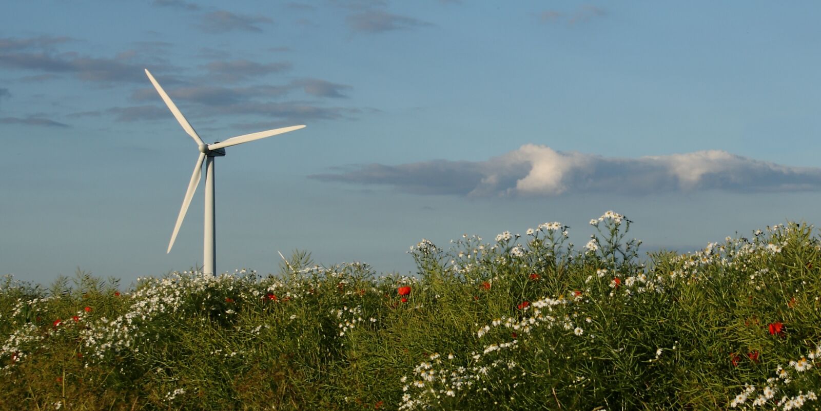 Canon EOS 400D (EOS Digital Rebel XTi / EOS Kiss Digital X) sample photo. Wind turbine, landscape, summer photography