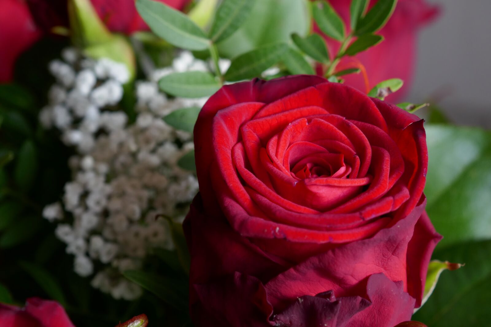 Panasonic DMC-TZ101 sample photo. Rose, red, red rose photography