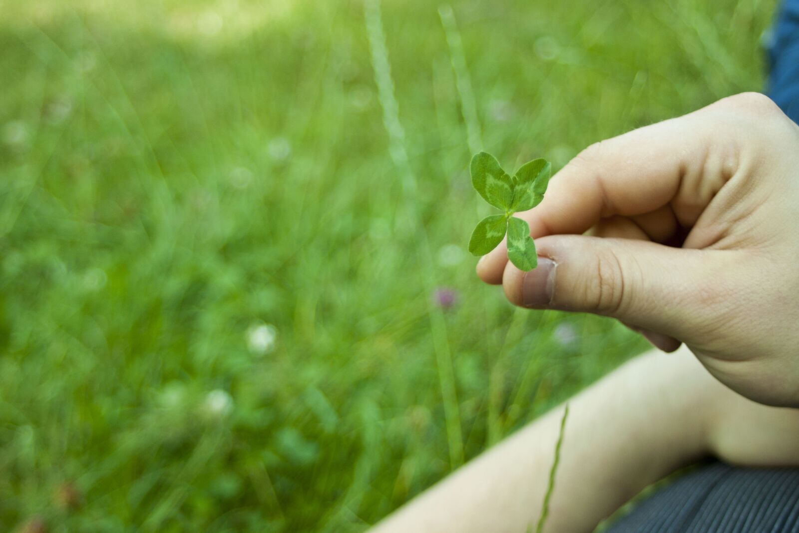 Canon EF 35-80mm F4.0-5.6 III sample photo. Plant, lawn, nature photography