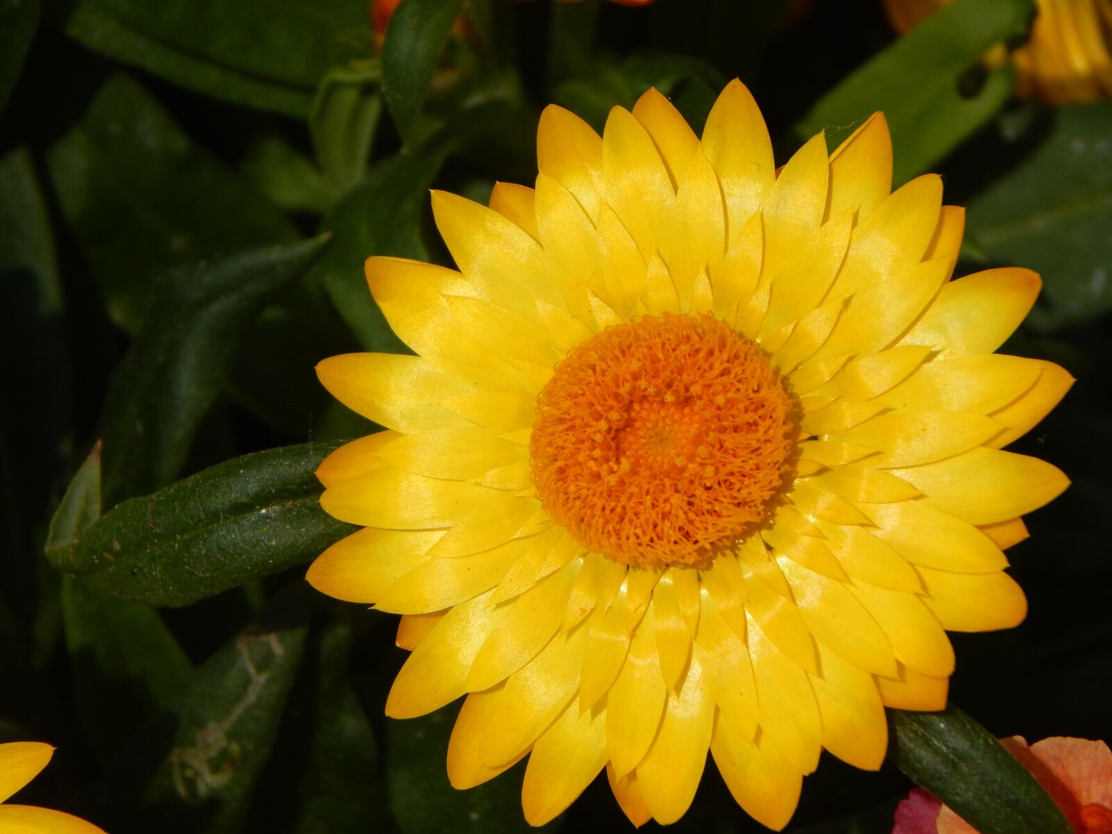 Nikon Coolpix L830 sample photo. Italicum, flower, yellow photography
