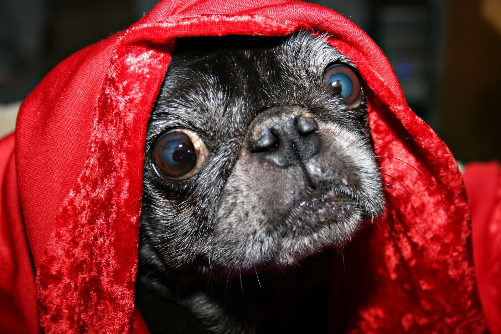 Canon EOS 20D sample photo. Pug, blanket, eyes photography