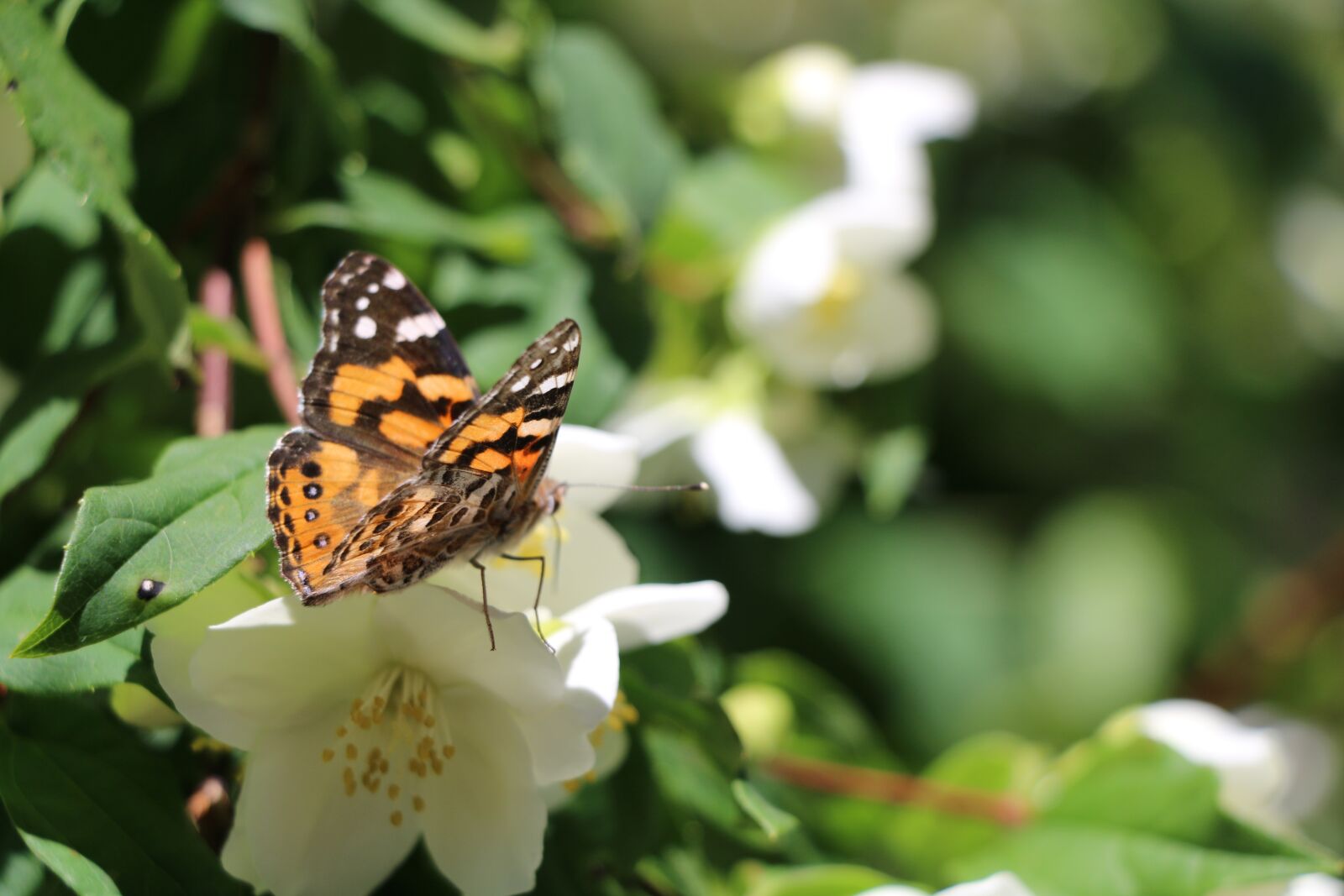 Canon EOS 70D sample photo. Flower, butterfly, garden photography