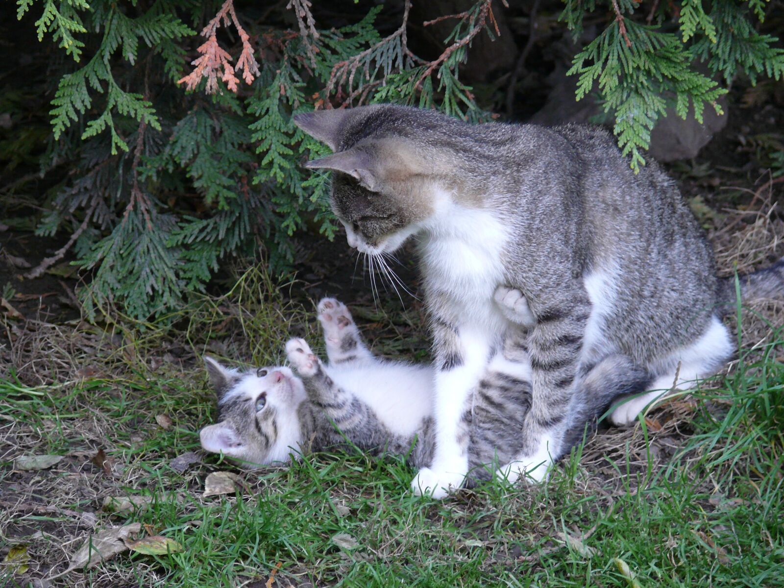 Panasonic DMC-FZ50 sample photo. Cat, pet, animal photography