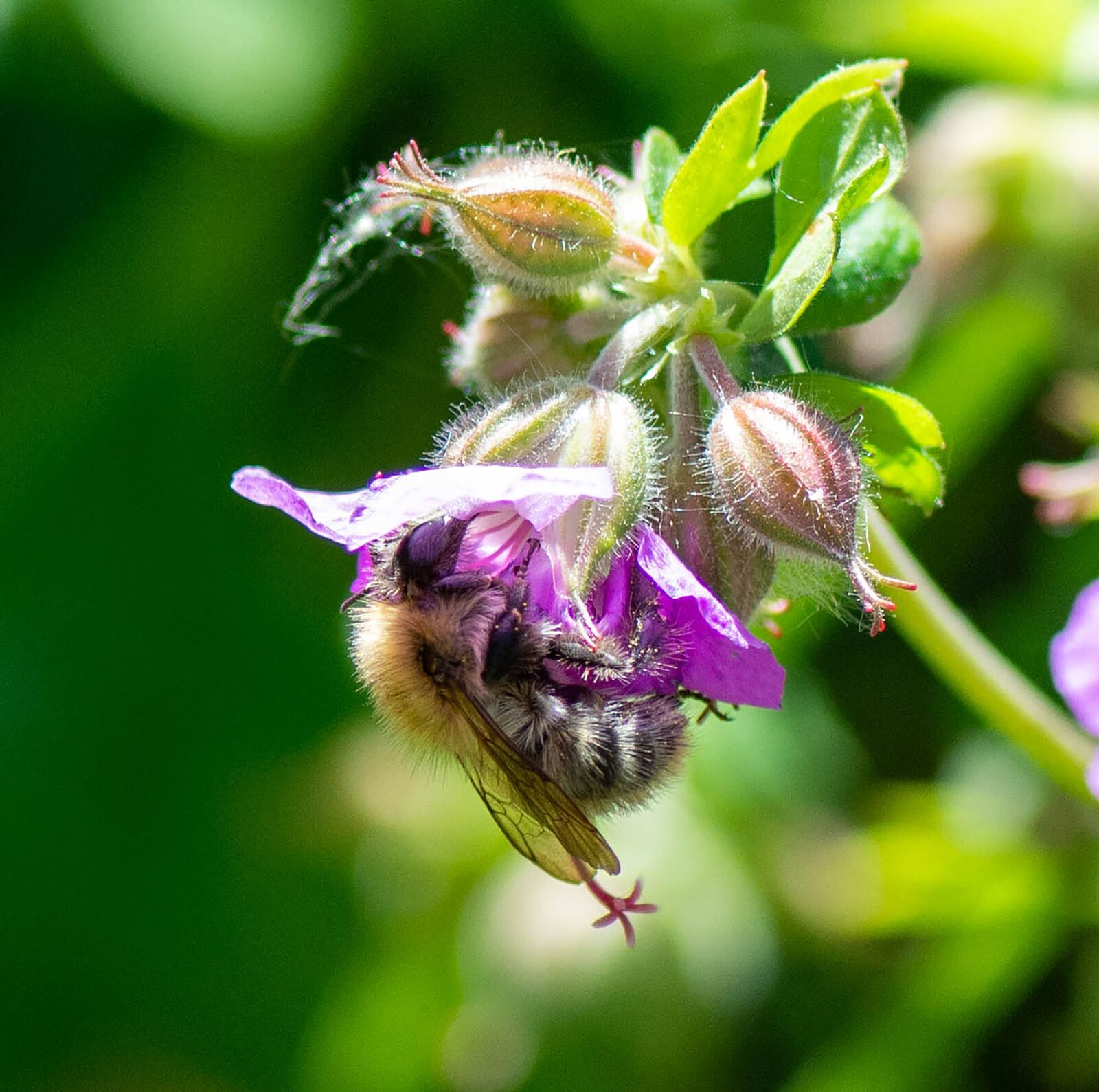 Tamron SP 90mm F2.8 Di VC USD 1:1 Macro sample photo. Bee, flower, pollination photography