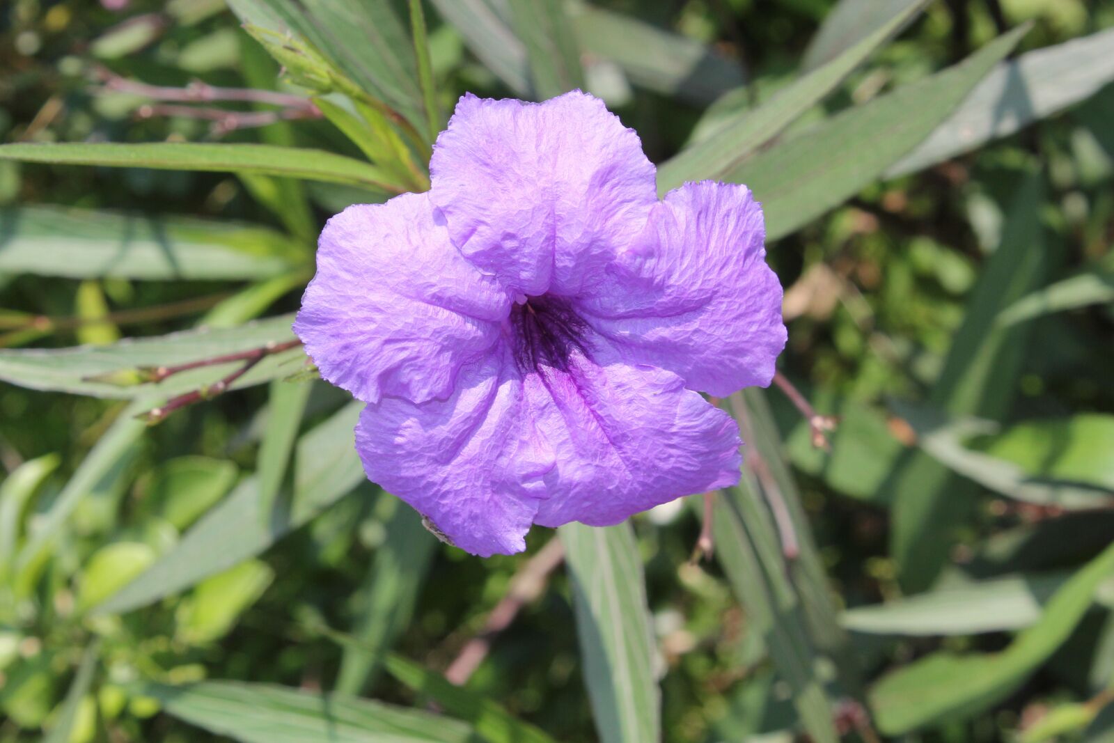 Canon EOS 550D (EOS Rebel T2i / EOS Kiss X4) sample photo. Flower, purple, green photography