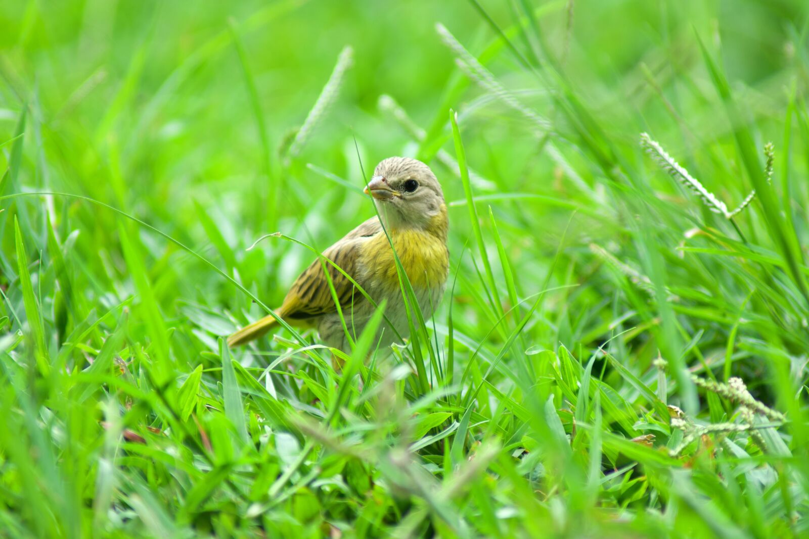 Nikon D7500 sample photo. Bird, nature, squab photography