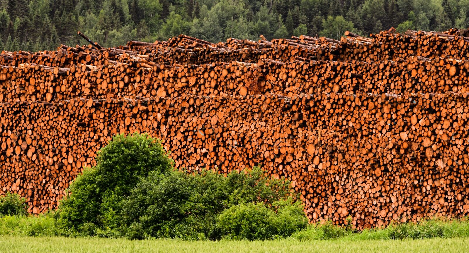 Nikon D500 sample photo. Wood, sawmill, tree photography