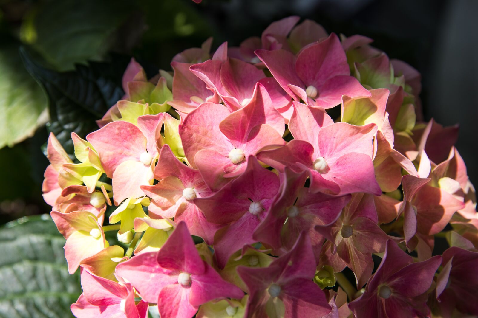 Canon EOS 80D sample photo. Hydrangea, flower, blossom photography